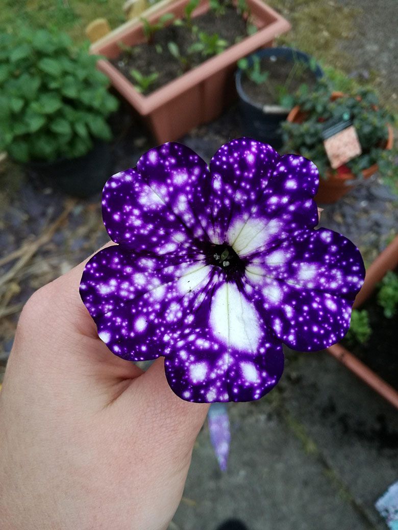 Petunia (Petunia Juss.) jak nocne niebo