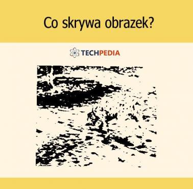 Co skrywa obrazek?