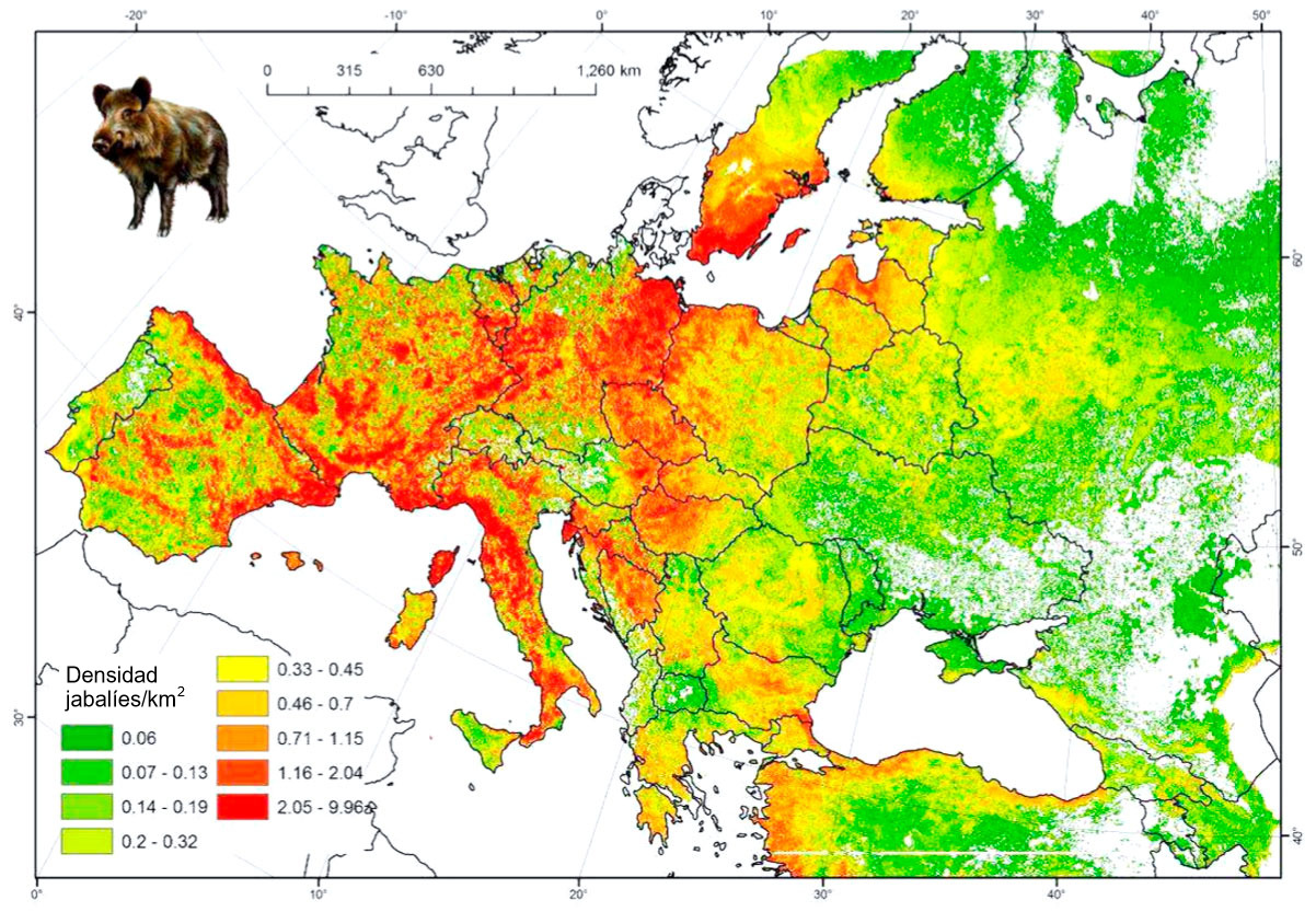 Występowanie dzików w Europie