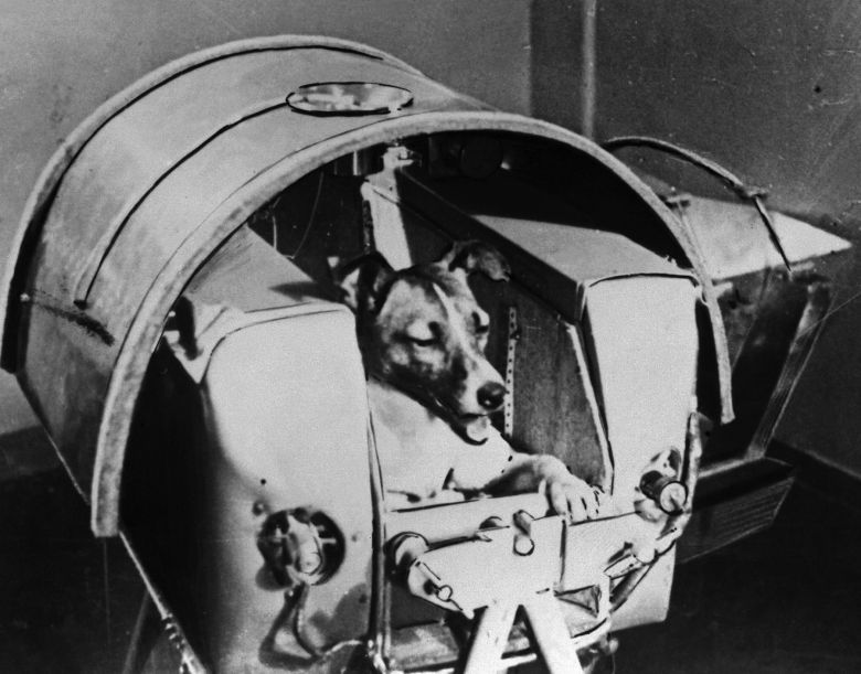 Łajka, pies który odbył podróż w kosmos, 1957