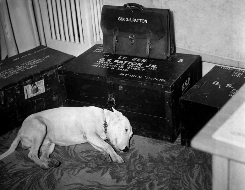 Willie, pies gen. Pattona tuż po jego tajemniczej śmierci w 1945 roku