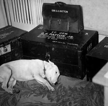"Willie", pies gen. Pattona tuż po jego tajemniczej śmierci w 1945 roku