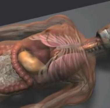 Proces mumifikacji (wideo HD)