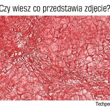 Co przedstawia zdjęcie?