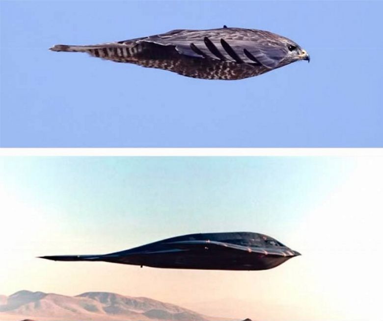 Sokół wędrowny (Falco peregrinus) i amerykański bombowiec stealth B-2 Spirit