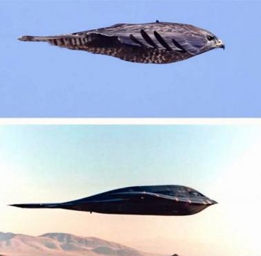 Sokół wędrowny (Falco peregrinus) i amerykański bombowiec stealth B-2 Spirit