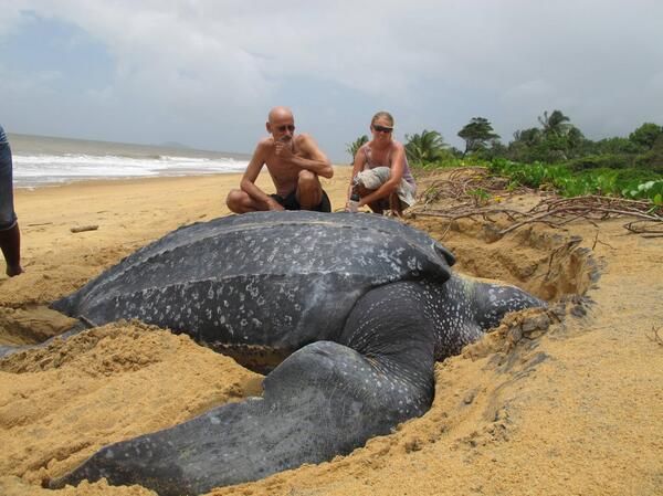 Żółw skórzasty (Dermochelys coriacea) może ważyć nawet do 916 kg