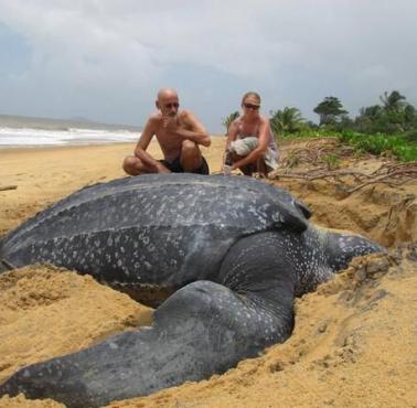 Żółw skórzasty (Dermochelys coriacea) może ważyć nawet do 916 kg