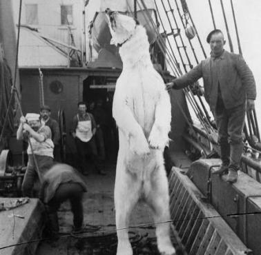 Zabity i wciągnięty na pokład statku Neptun niedźwiedź polarny, zatoka Hudson, Nunavut, Kanada, 1904