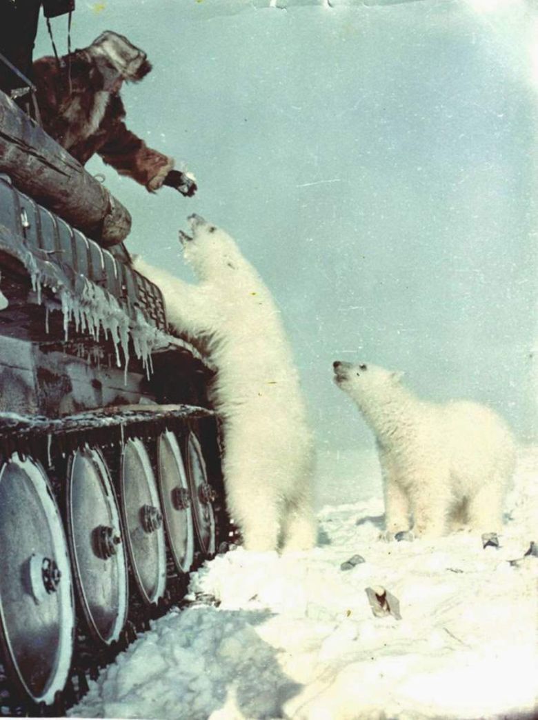 Dokarmianie niedźwiedzi polarnych, 1955