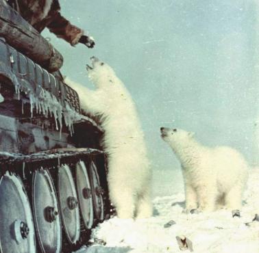 Dokarmianie niedźwiedzi polarnych, 1955