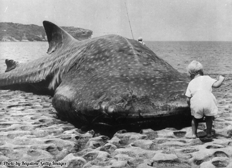 Wyrzucony na plażę rekin wielorybi, Botany Bay, Syndey, 1965