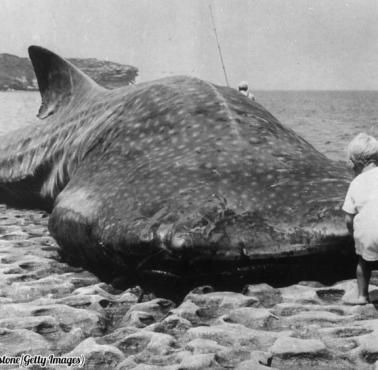 Wyrzucony na plażę rekin wielorybi, Botany Bay, Syndey, 1965