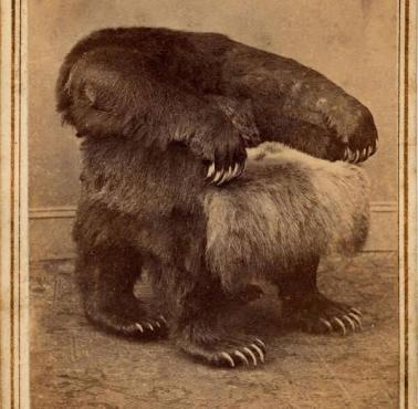 Fotel z niedźwiedzia grizzly, 1865