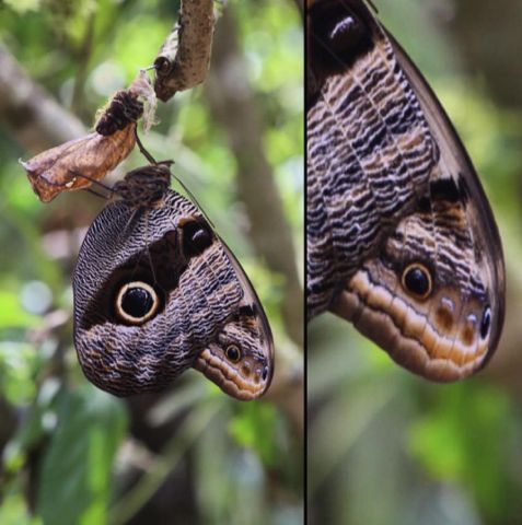 Motyl sowa (Caligo eurilochus) udaje węża