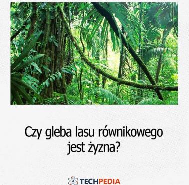 Czy gleba lasu równikowego jest żyzna?