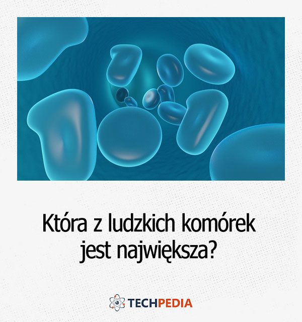 Która z ludzkich komórek jest największa?