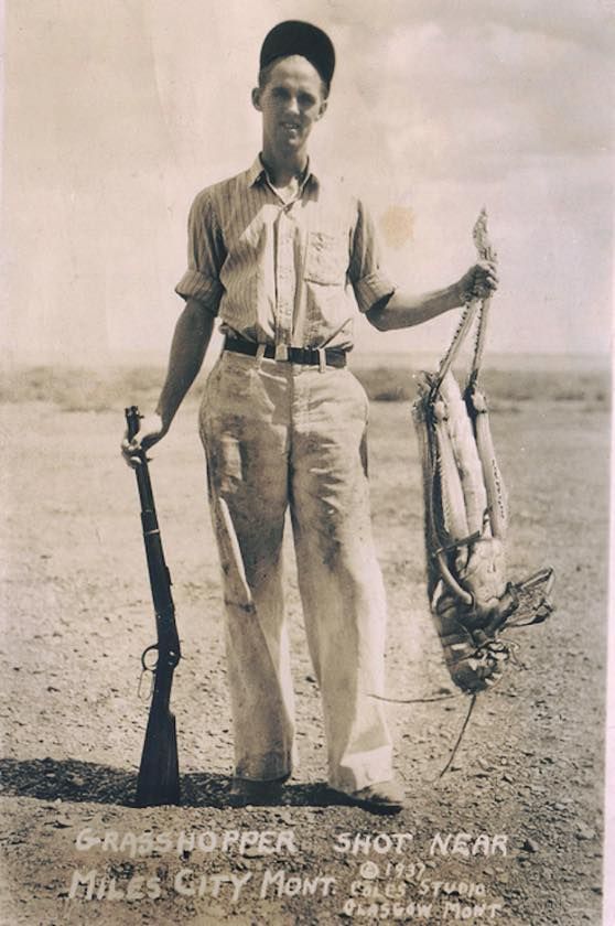 Gigantyczny konik polny, Miles City, Montana, 1937