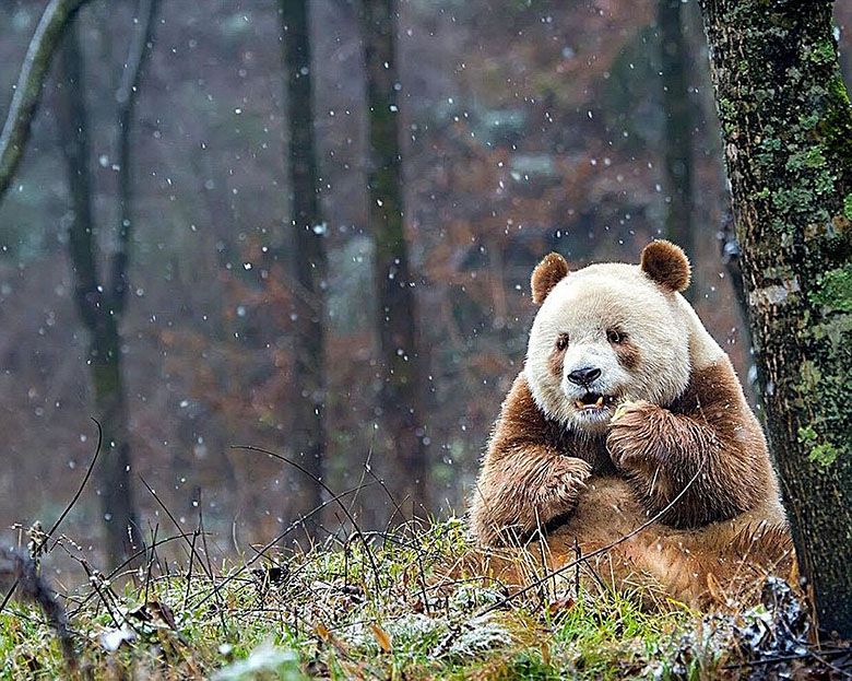 Szacuje się, że na świecie żyje od 200 do 300 brązowych pand, wszystkie w górach Qin Ling w Chinach