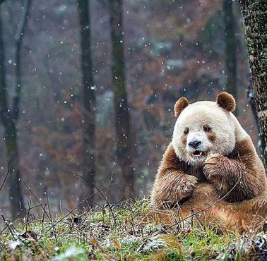 Szacuje się, że na świecie żyje od 200 do 300 brązowych pand, wszystkie w górach Qin Ling w Chinach