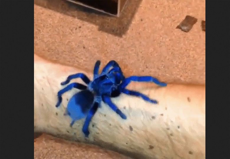 Sazima Blue Tarantula, to nowy gatunek pająka, który został odkryty w Brazylii