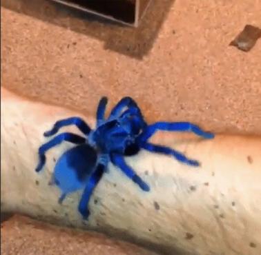 Sazima Blue Tarantula, to nowy gatunek pająka, który został odkryty w Brazylii