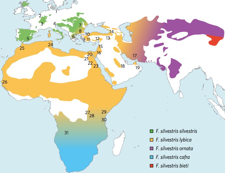 Miejsca występowania żbika europejskiego (Felis silvestris)