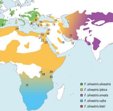 Miejsca występowania żbika europejskiego (Felis silvestris)