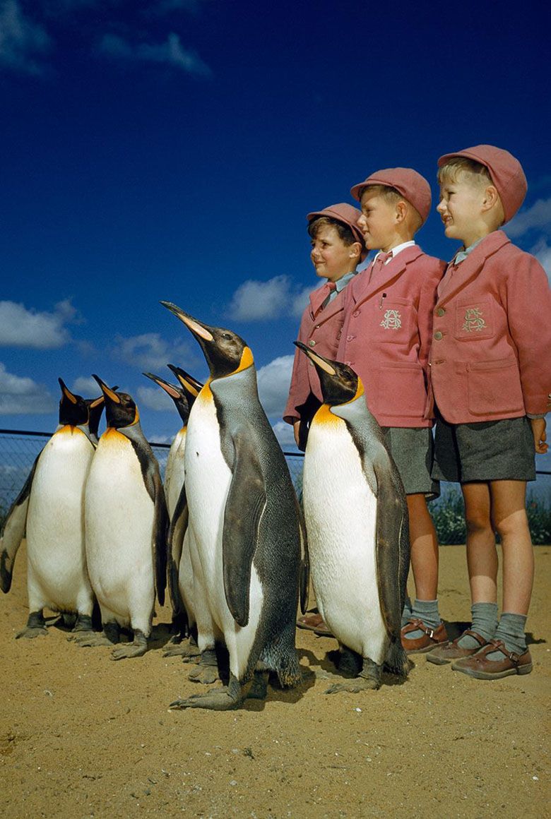 Szkolna wycieczka z pingwinami w trakcie zwiedzania w londyńskim Zoo :), 1953