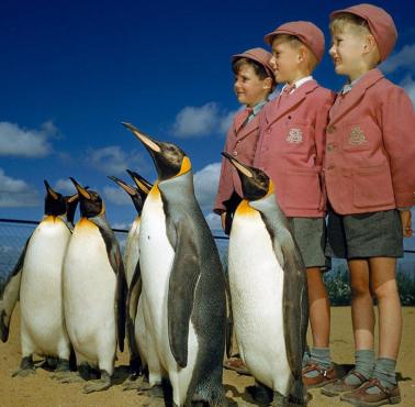 Szkolna wycieczka z pingwinami w trakcie zwiedzania w londyńskim Zoo :), 1953