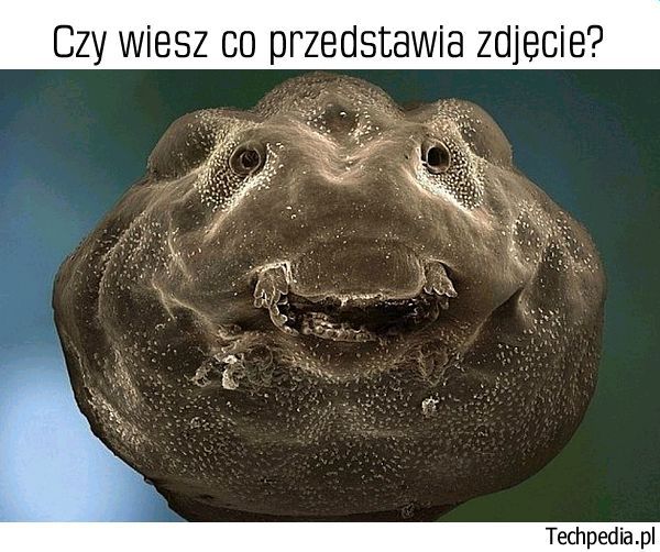 Co znajduje się na zdjęciu?