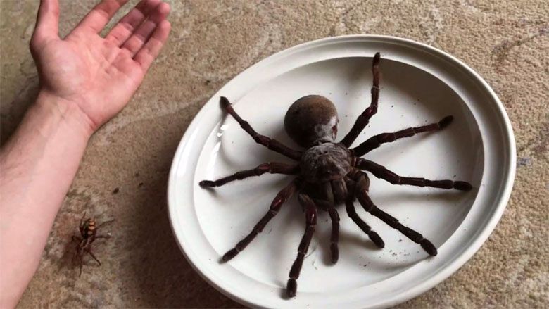 Jak duży jest Ptasznik goliat (Theraphosa blondi) (film HD)