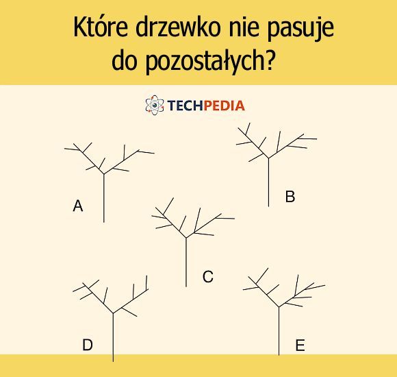 Które drzewko nie pasuje do pozostałych?