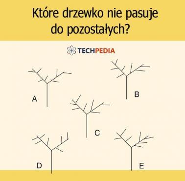 Które drzewko nie pasuje do pozostałych?