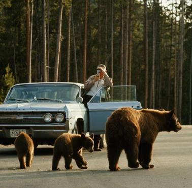 Niedźwiedzie w Parku Yellowstone, 1965 rok