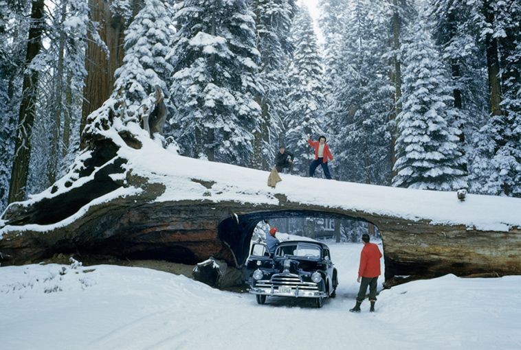 Powalona sekwoja w Sequoia National National Forest, 1951