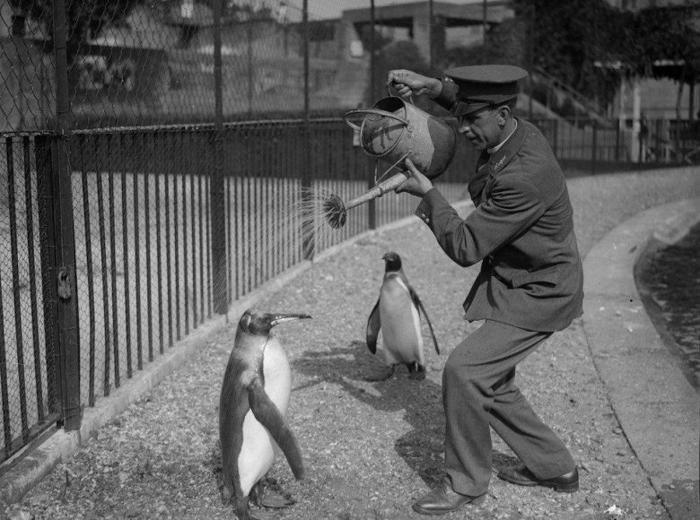 Gorący dzień w Zoo, 1930