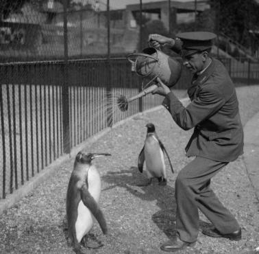 Gorący dzień w Zoo, 1930