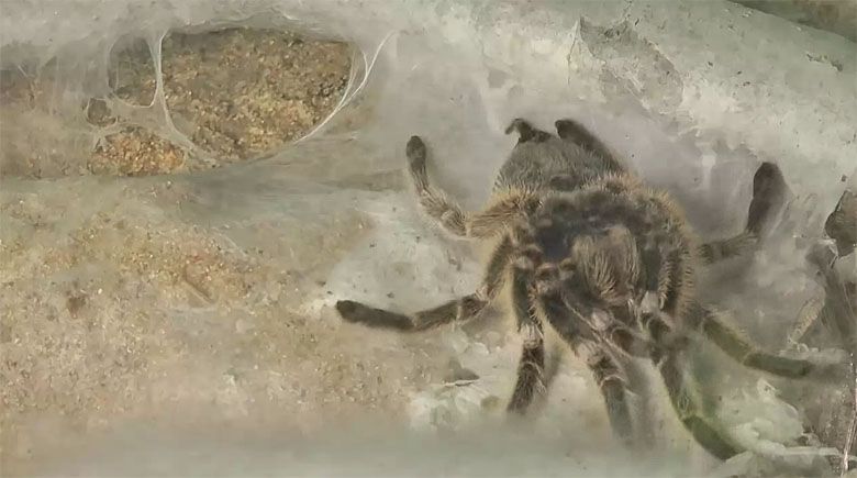 Tarantula zrzuca skórę (wideo HD)