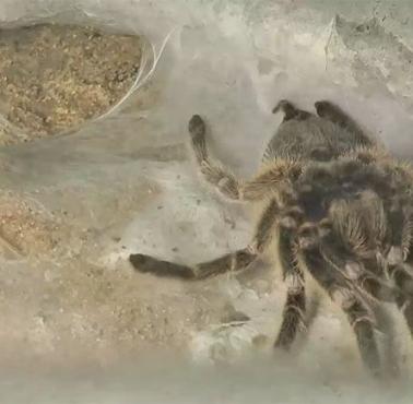 Tarantula zrzuca skórę (wideo HD)