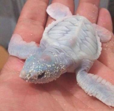 Nowonarodzony żółw morski - albinos