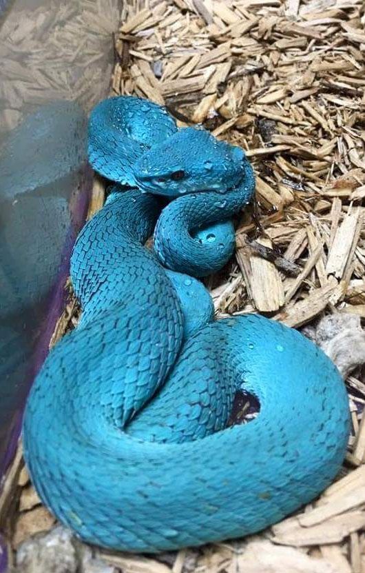 Niebieski Trimeresurus Insularis