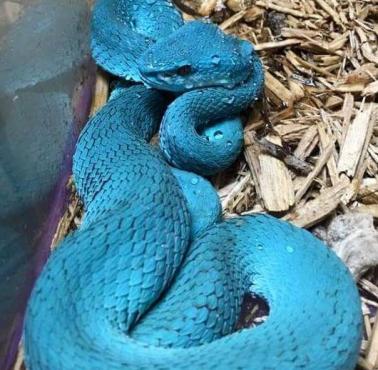 Niebieski Trimeresurus Insularis