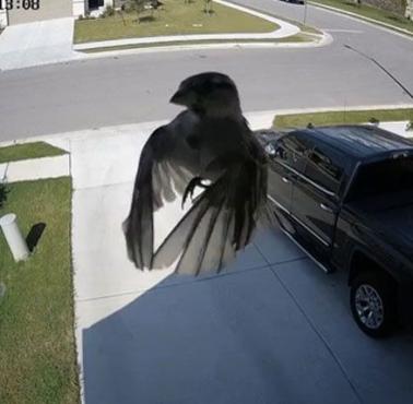 Migawka aparatu zsynchronizowana ze skrzydłami ptaka (wideo)