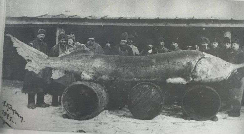 Bieługa o wadze 1224 kg, Rosja, 1921