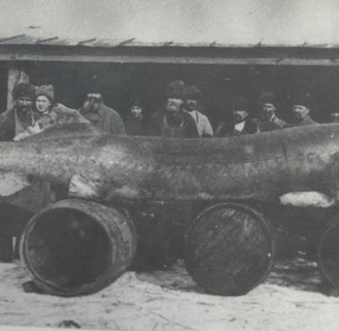 Bieługa o wadze 1224 kg, Rosja, 1921