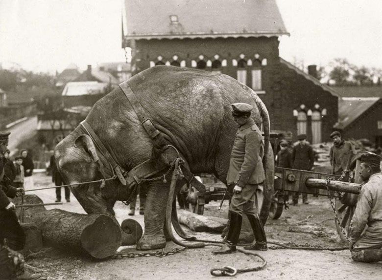 Słoń wykorzystywany przez Niemców do ciężkich prac na froncie zachodnim, I wojna, 1915