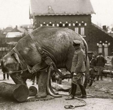 Słoń wykorzystywany przez Niemców do ciężkich prac na froncie zachodnim, I wojna, 1915