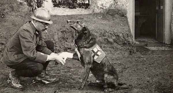 Ranny psi ratownik Czerwonego Krzyża, I wojna światowa, 1917