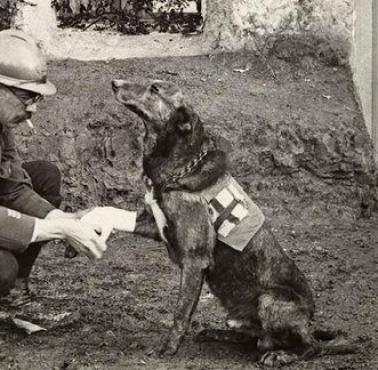 Ranny psi ratownik Czerwonego Krzyża, I wojna światowa, 1917